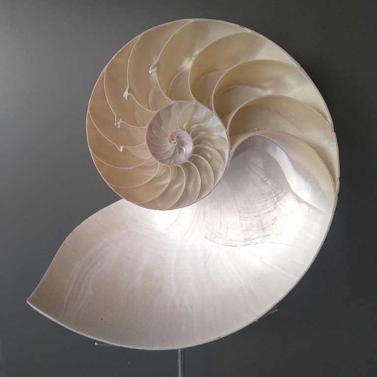 Einschichtiges Schneckenhaus mit spiralförmiger Struktur auf dunklem Hintergrund.